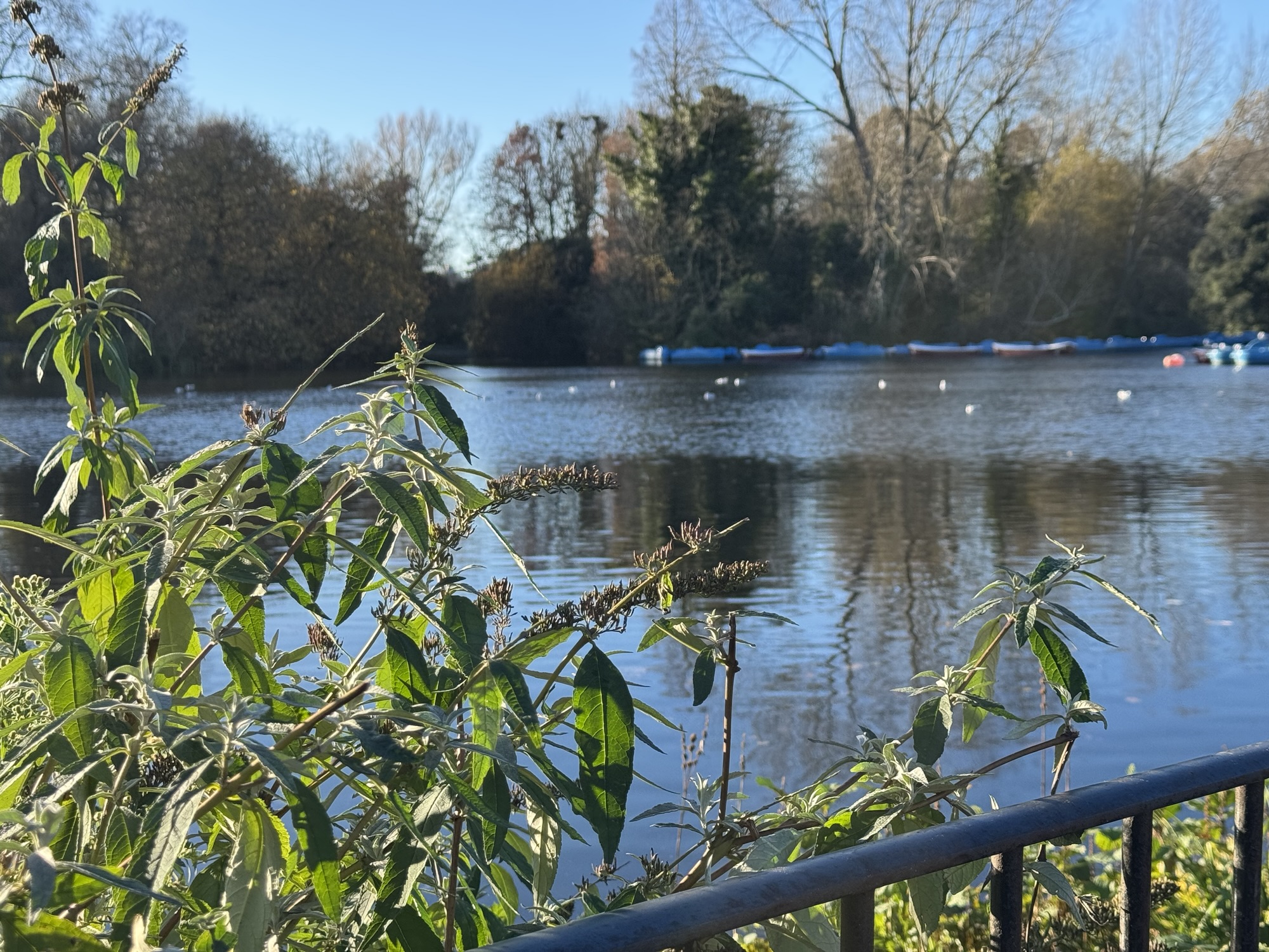 Pear Tree Cafe Battersea Review:   A Slightly Feta-ed Experience…